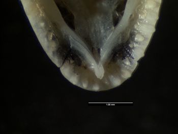 Media type: image;   Herpetology R-80541